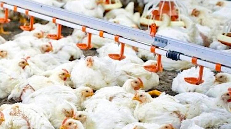 À SAVOIR - Rien ne résiste au tsunami de turbo-poulets
